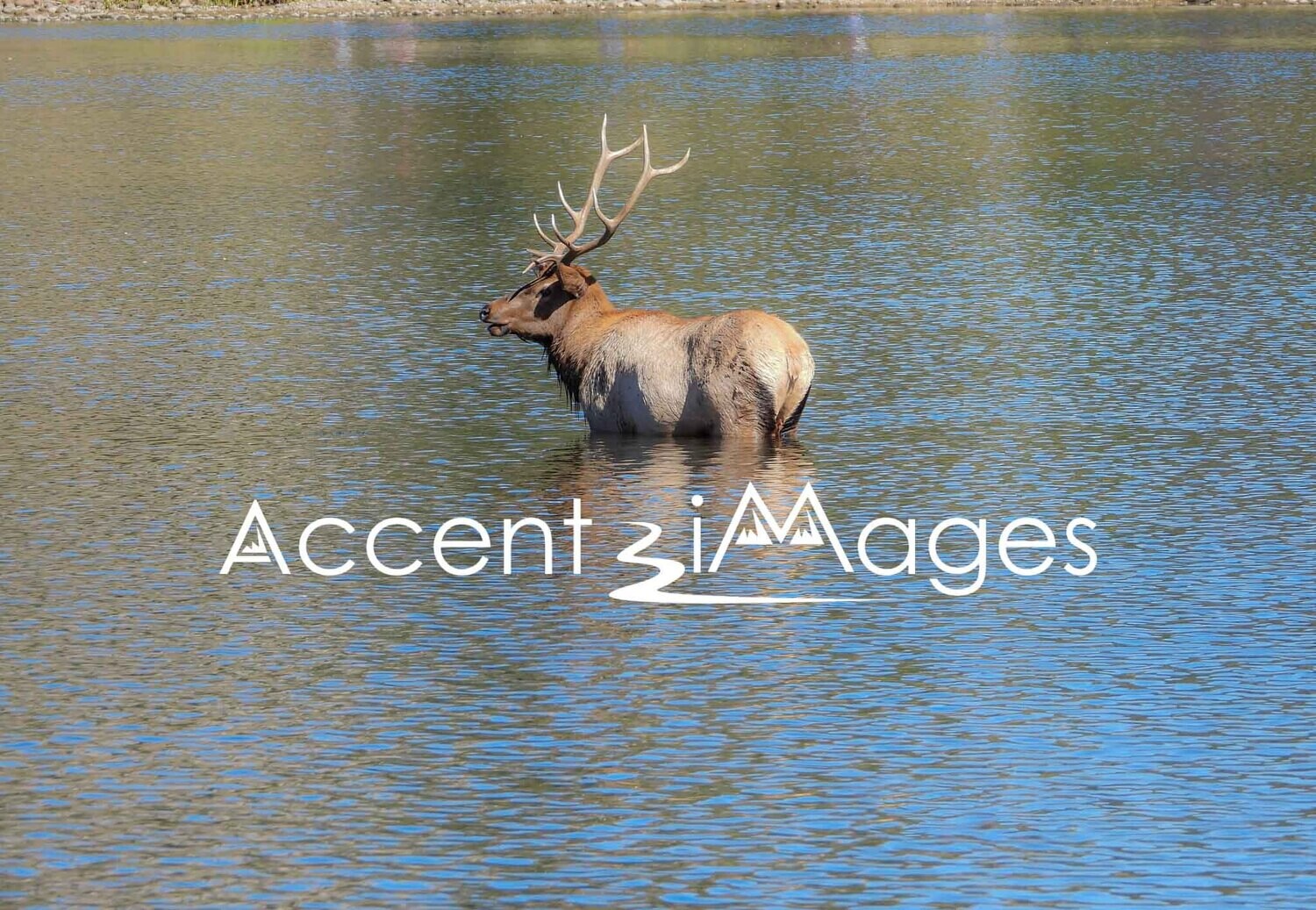 325.Elk in Estes Lake-Estes CO