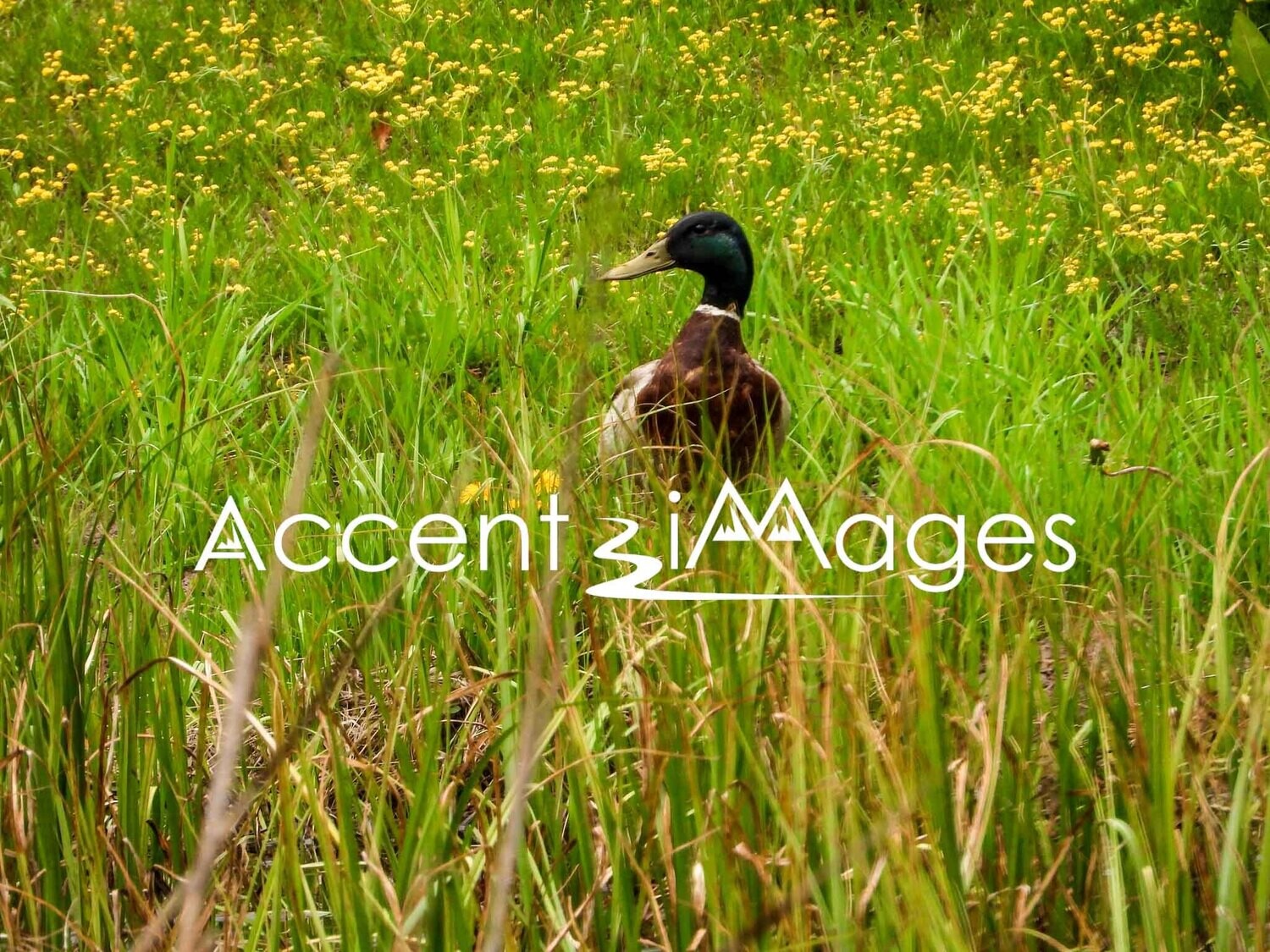334.Mallard Among the Flowers-Bakers Peak CO