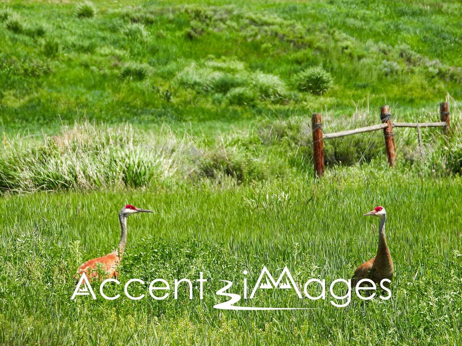 335.Sandhill Cranes in the Field-Craig CO