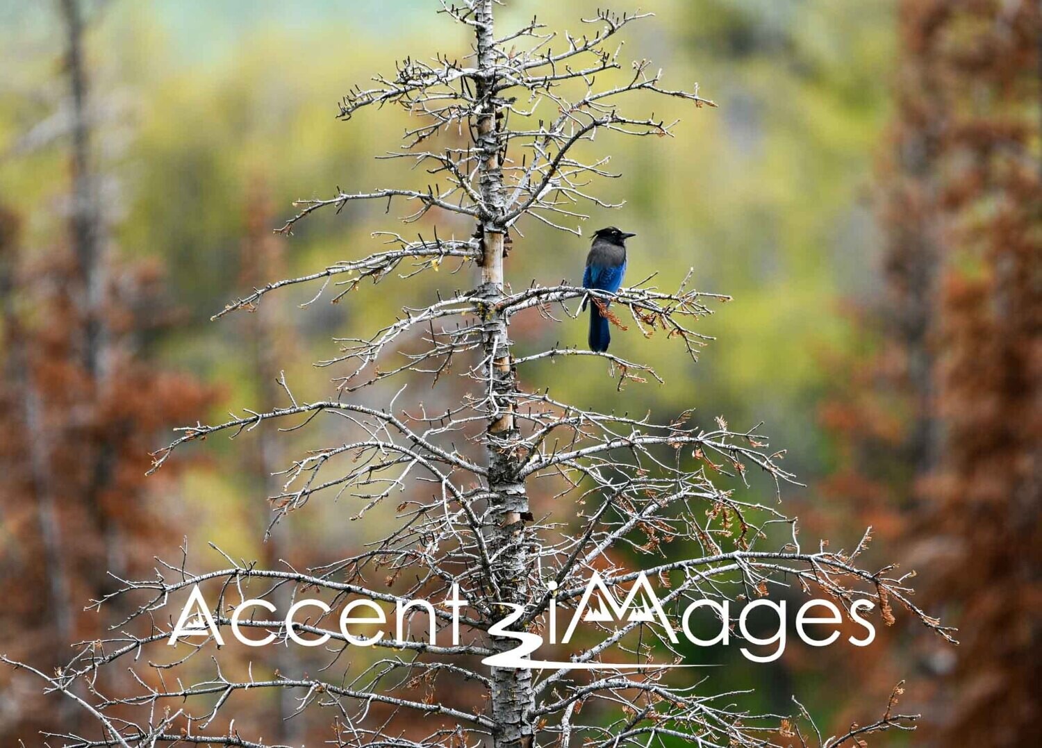 336.Steller's Jay at Bakers Peak CO