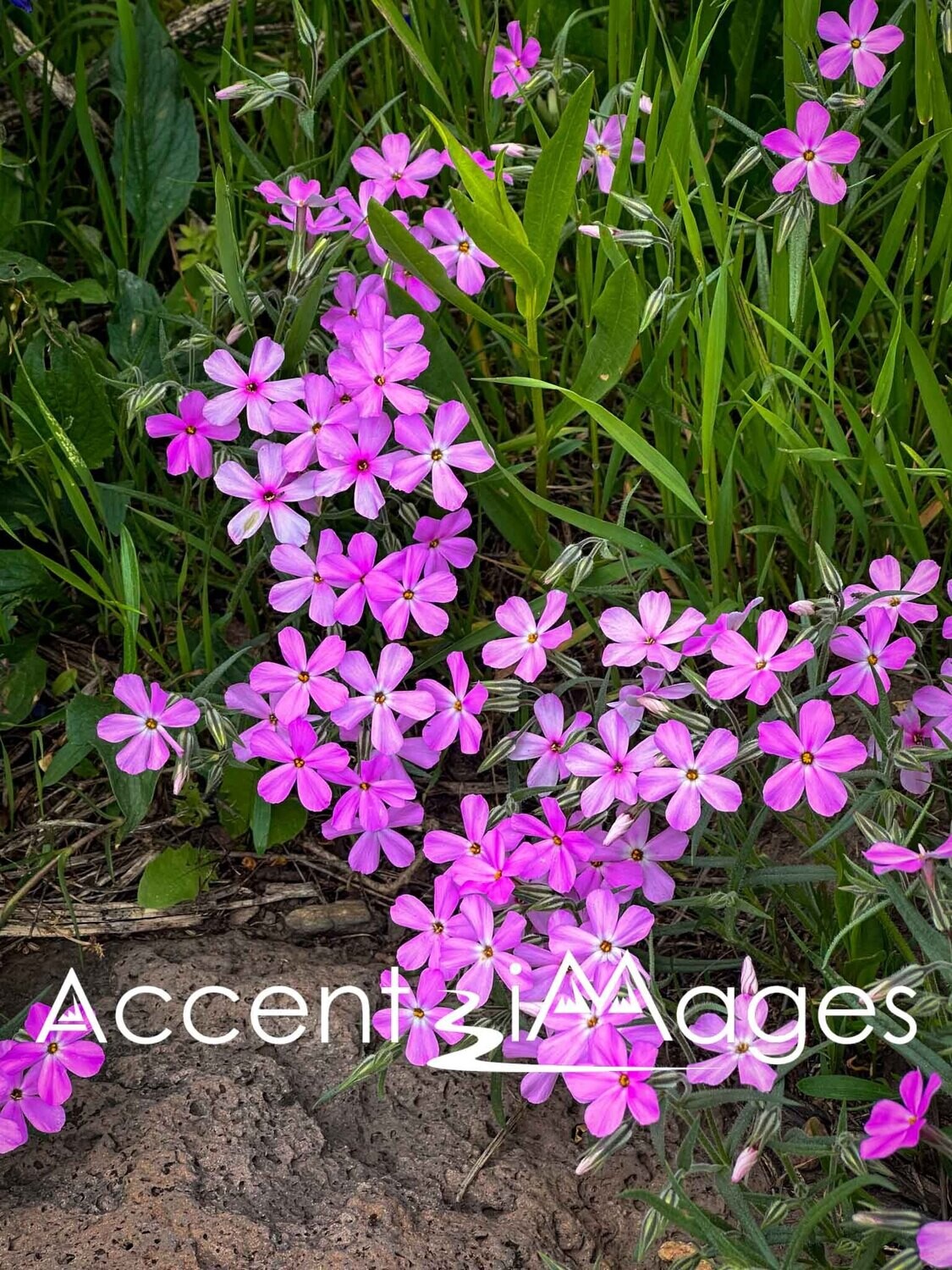 339.Pink Philox on the Peak -Colorado