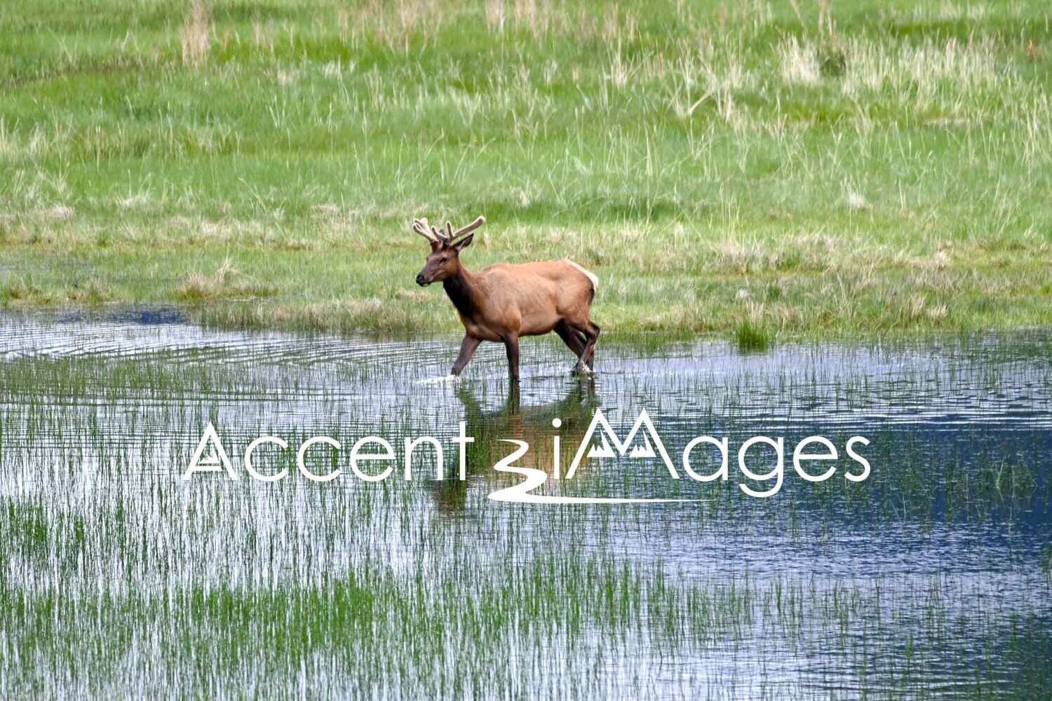 348.Elk Wading in Sheep Lake-Rocky Mtn Natl Park