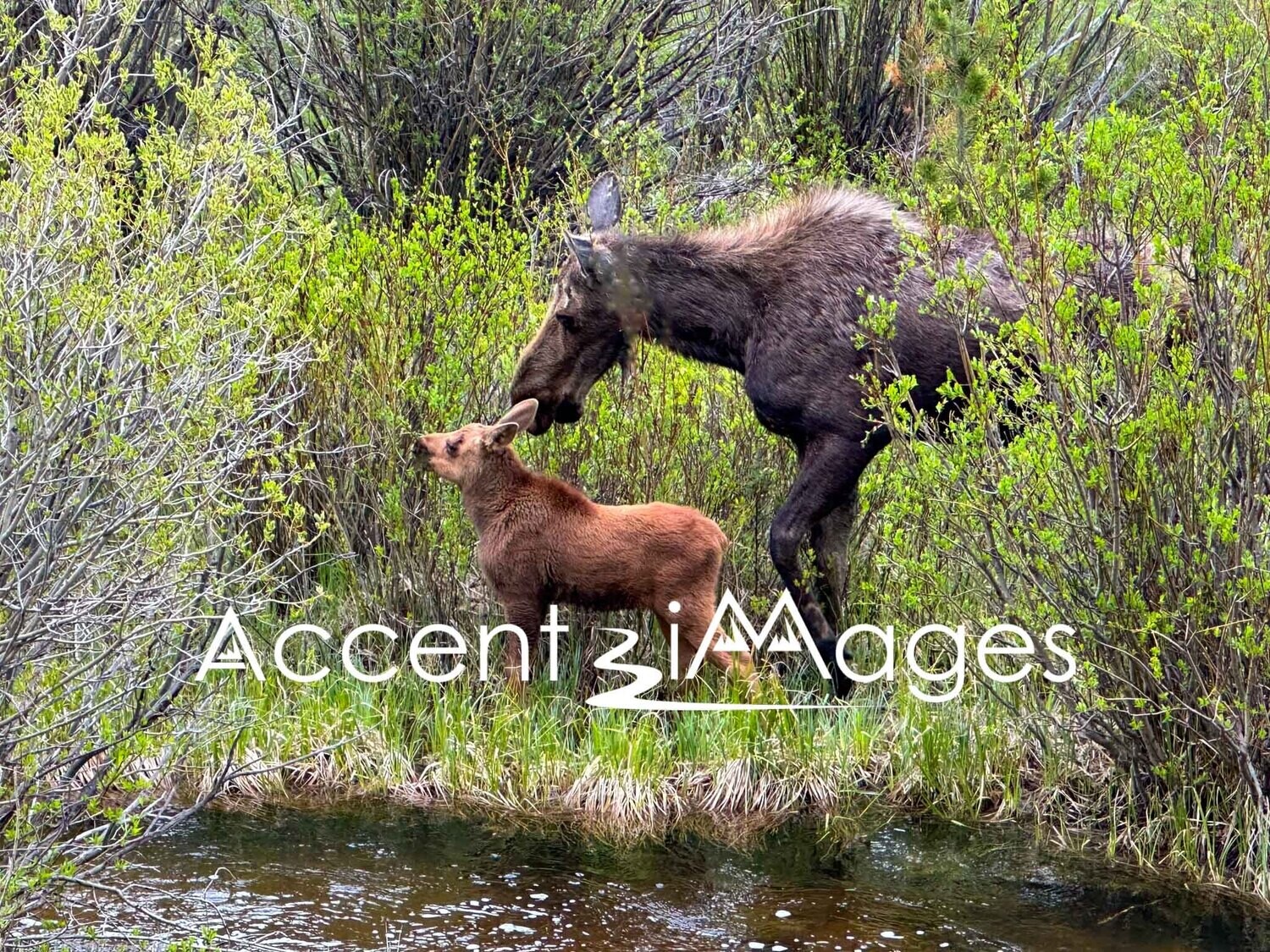 364.Mom/Baby Moose-Rocky Mtn Natl Park