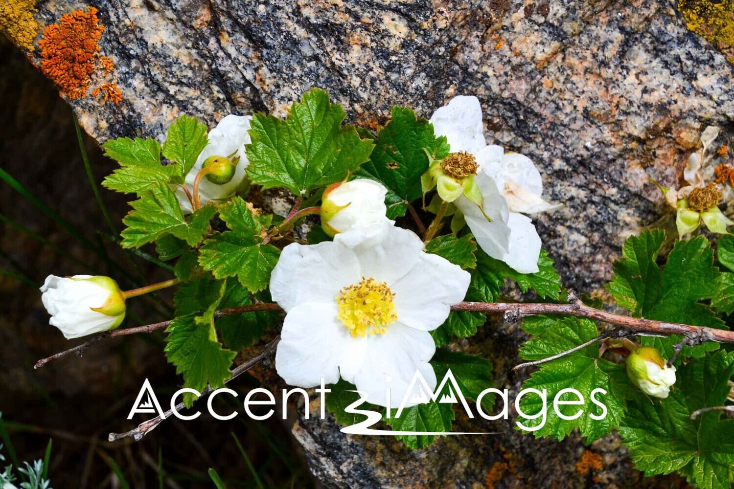 354.Sage-Leafed Rock Rose at Endo Valley-Rocky Mtn Natl Park