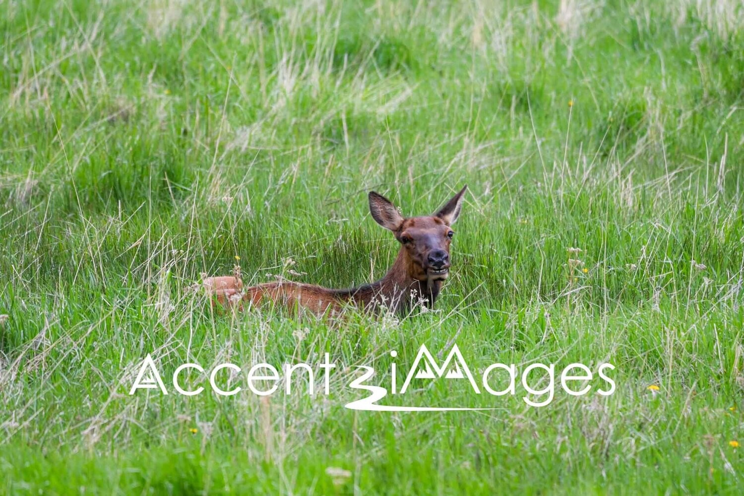 378.Smiling Elk in Beaver Meadow-Rocky Mtn Natl Park