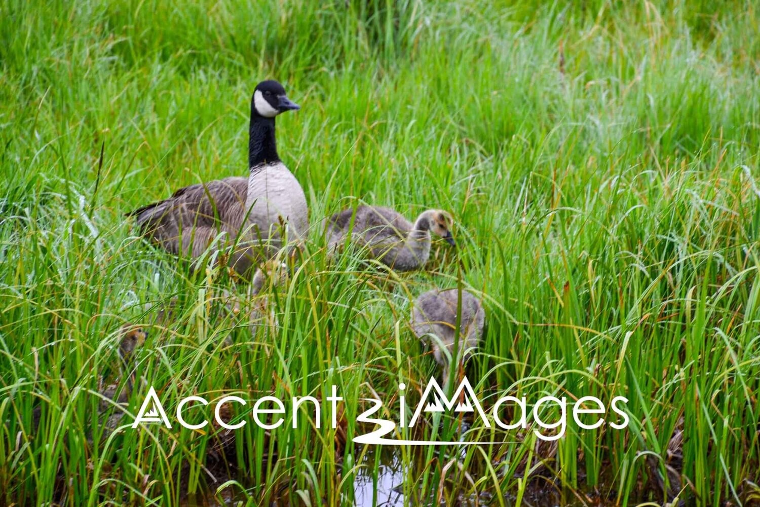 362.Geese at Sprague Lake-Rocky Mtn Natl Park