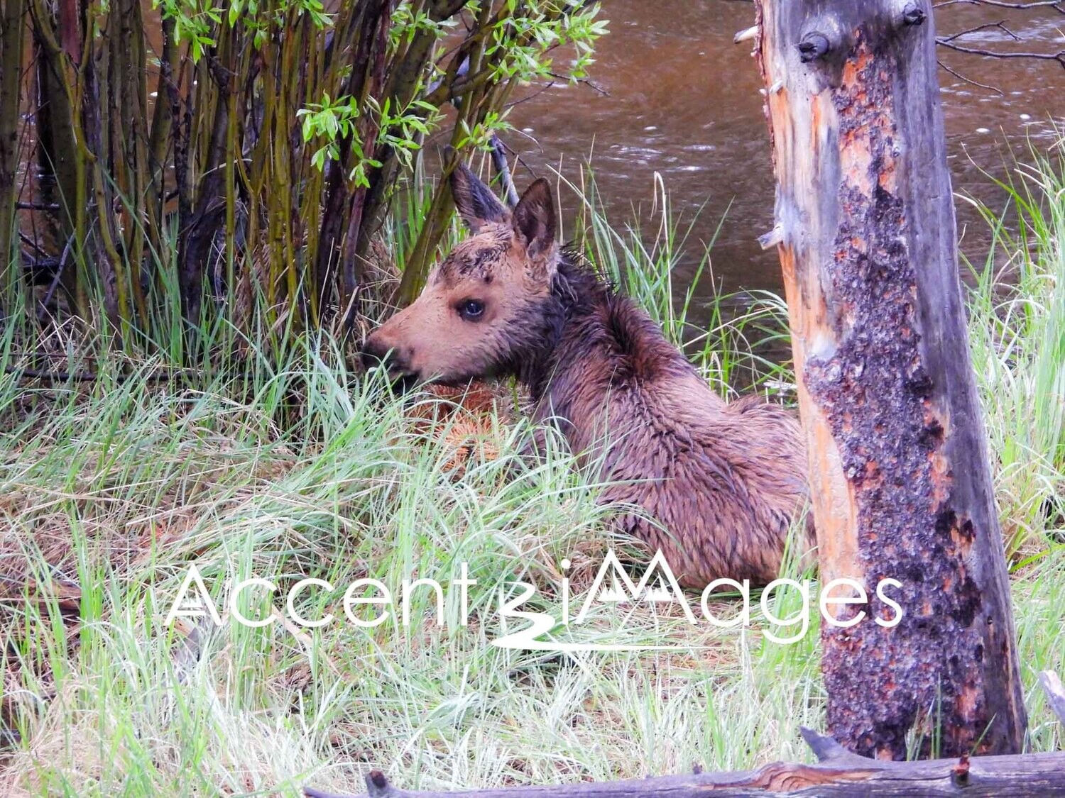 363.Moose at Rocky Mountain Natl Park