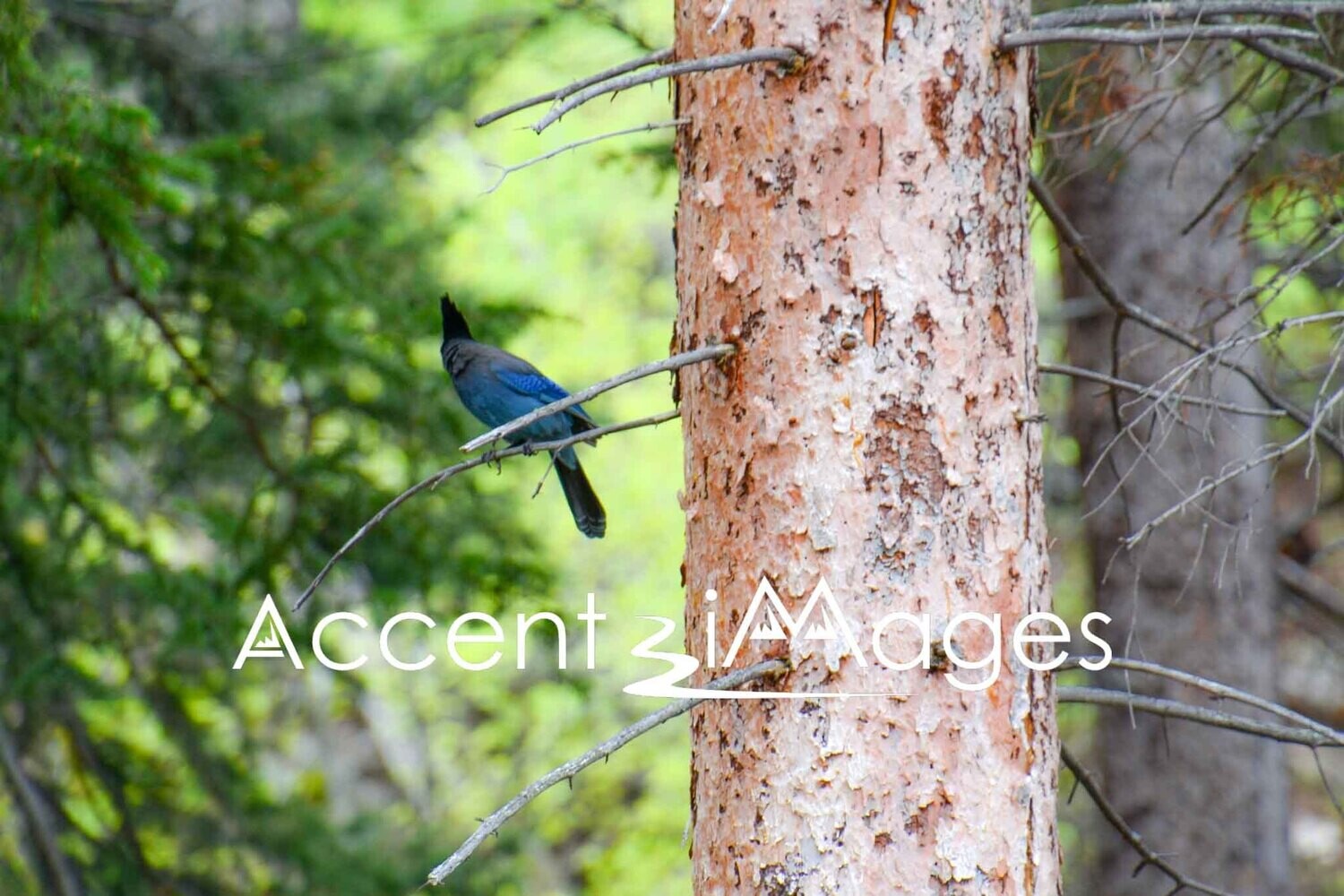 369.Stellar's Jay in Endo Valley-Rocky Mtn Natl Park