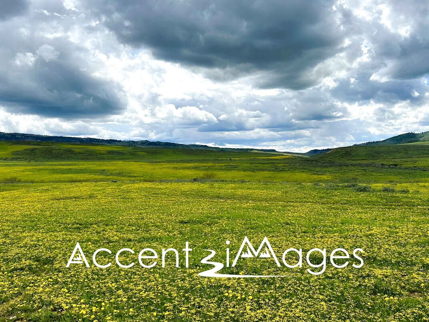 385.Field of Flowers-Clark CO