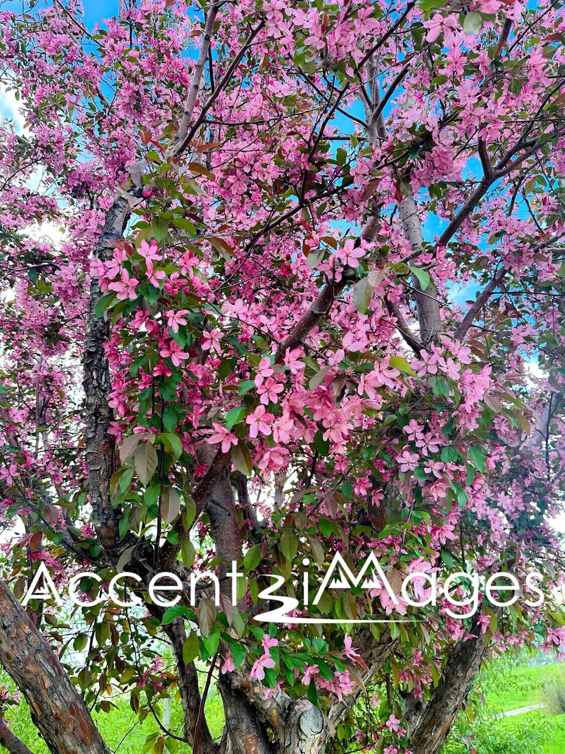 381.Lilac Tree in Rotary Park-Steamboat CO