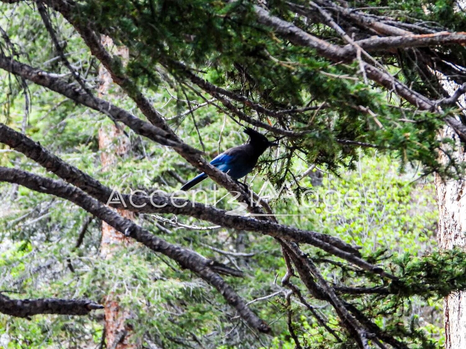 262.Stellar Jay at Endo Valley-Rocky Mtn Natl Park