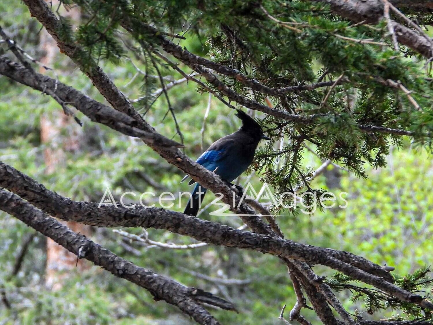 215.Stellar Jay at Endo Valley-Rocky Mtn Natl Park