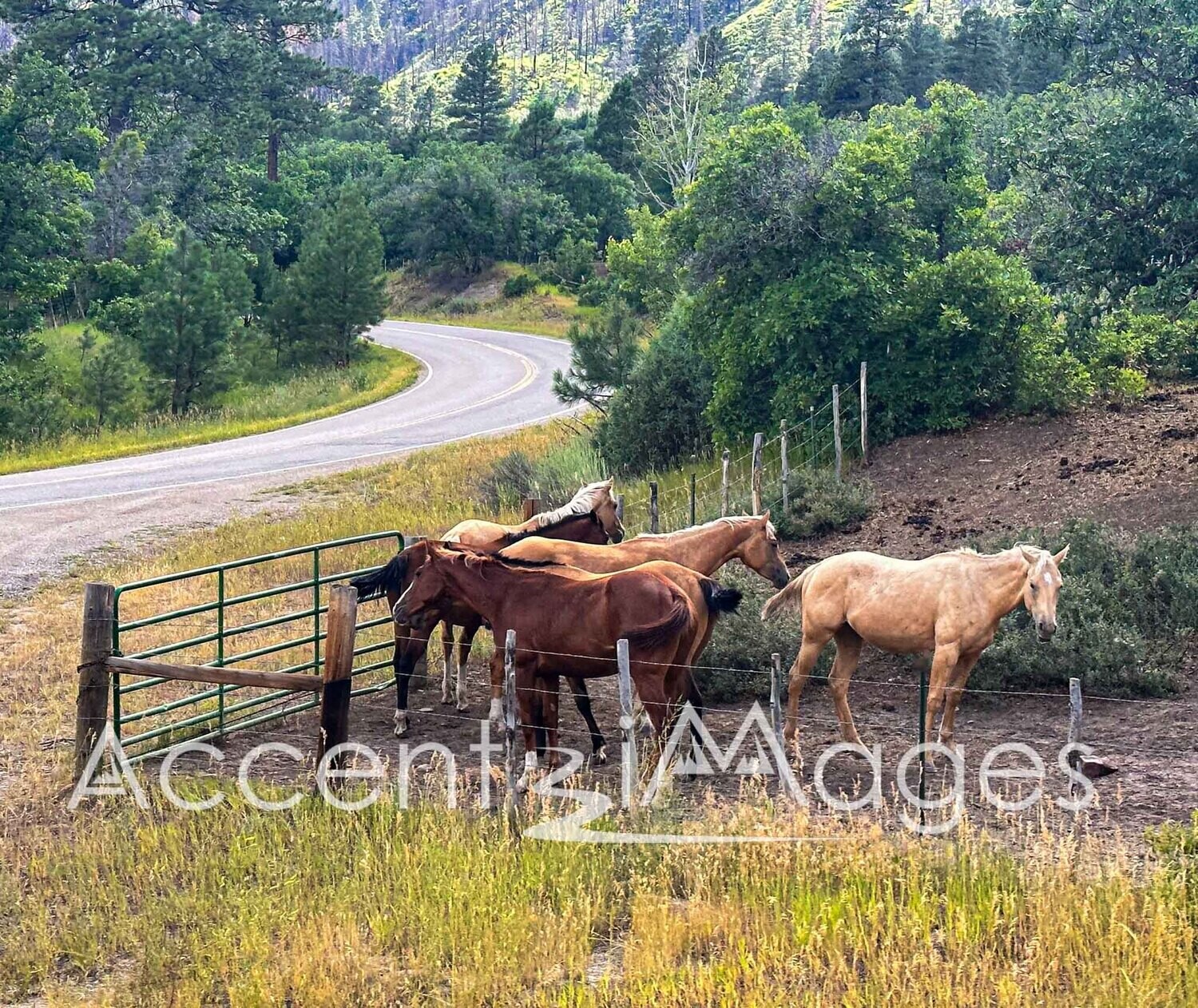 403.Horses-Durango CO