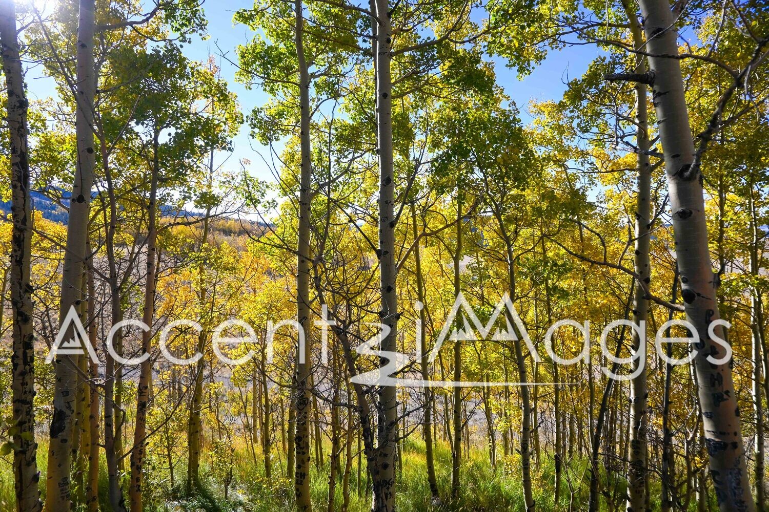 103.Fall at South Fork, CO