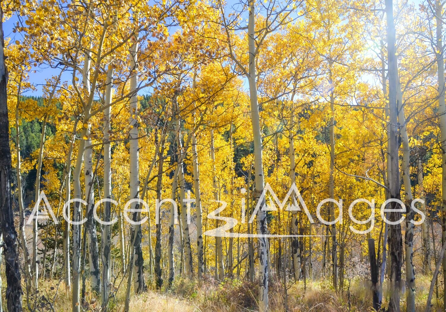 114.Gold in Grant CO