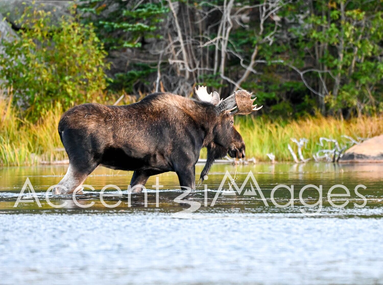 260.Moose at Sprague Lake -Rocky Mtn Natl Park