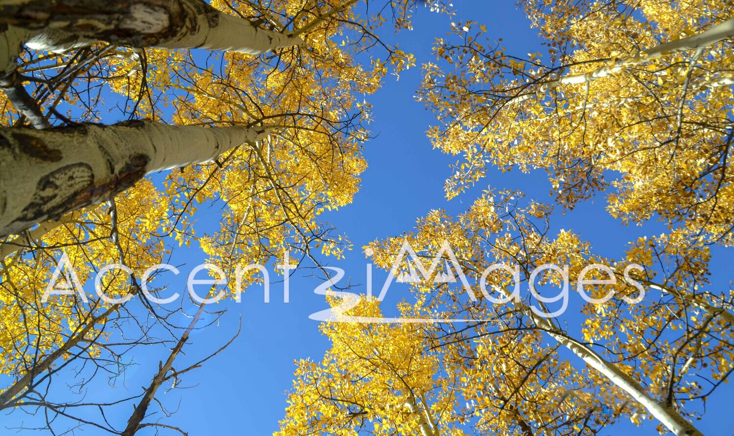 146.Shimmering Aspen in Grant CO