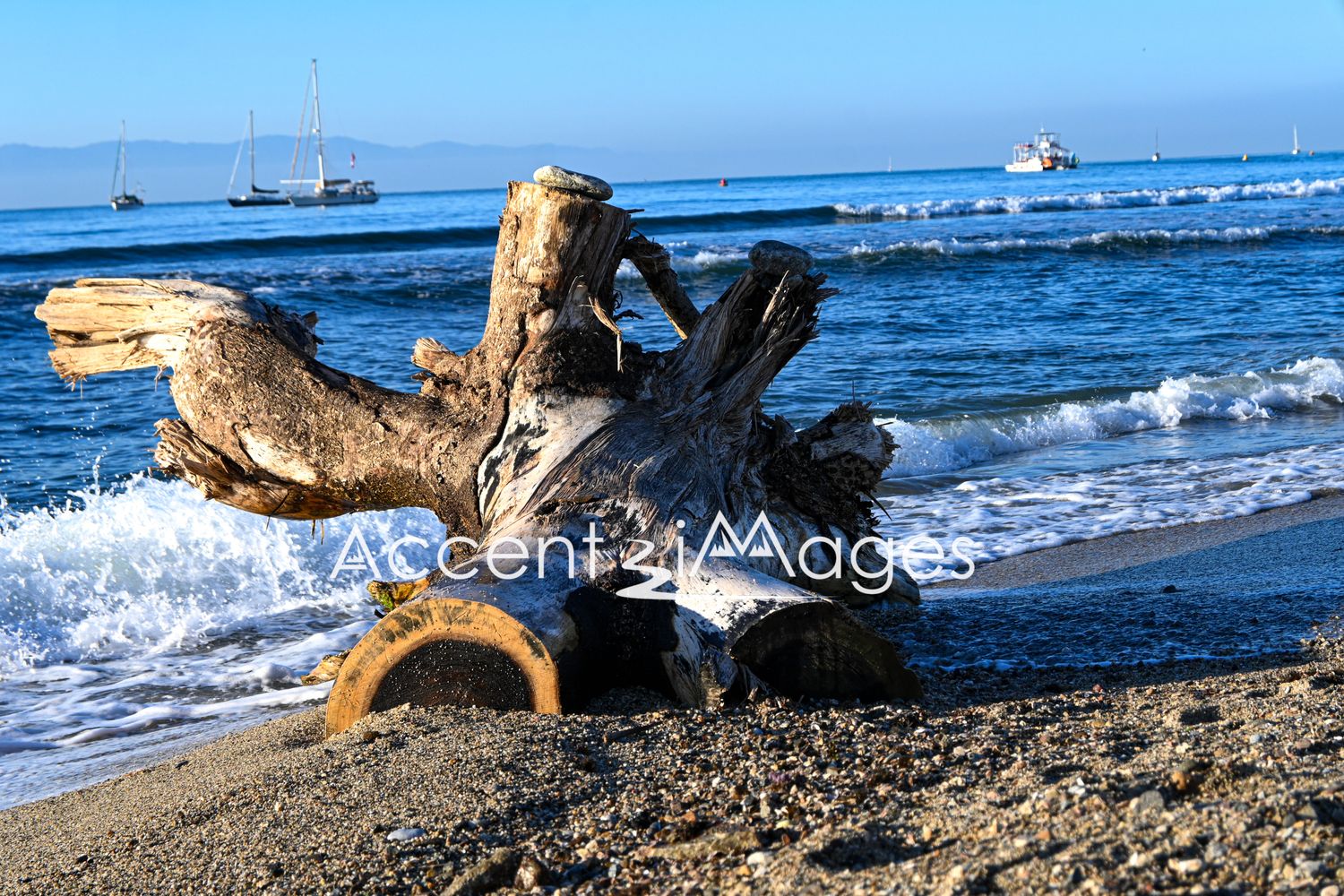 116.Tree Stump on the Pacific Ocean Beach -La Cruz
