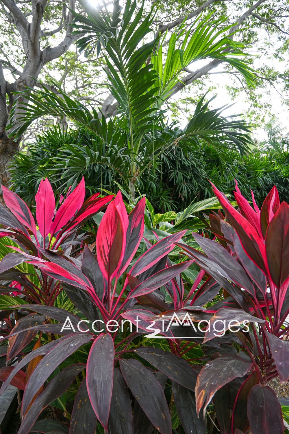 112.Kovay Resort-La Cruz