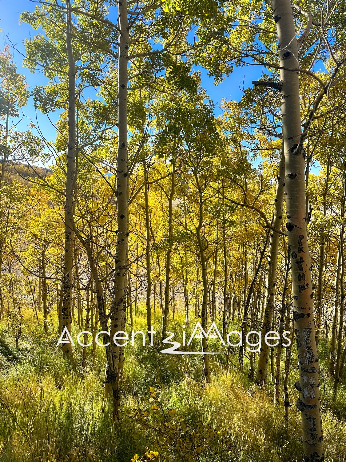 161.Fall in South Fork CO