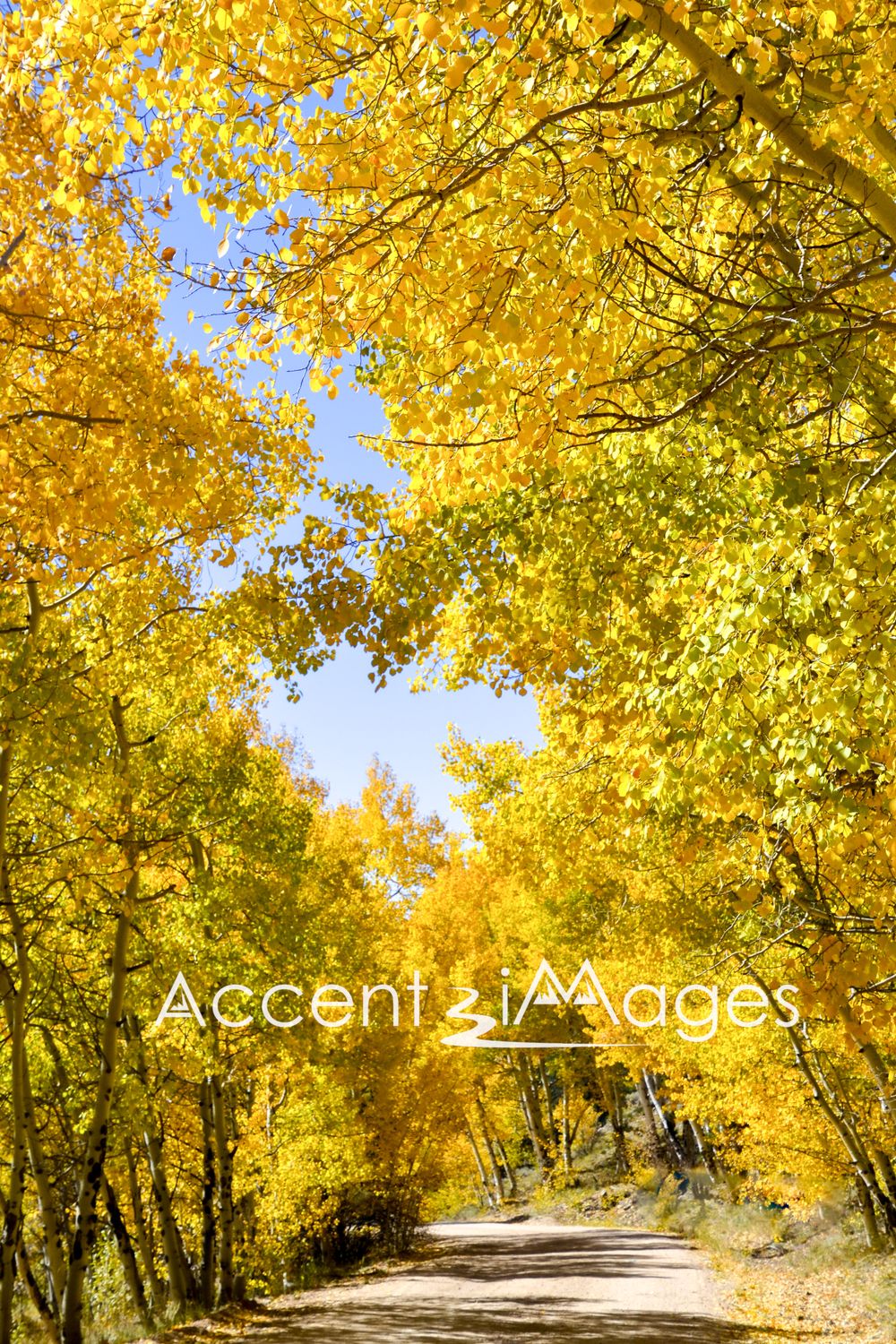 167.The Golden Road -Hartsell CO