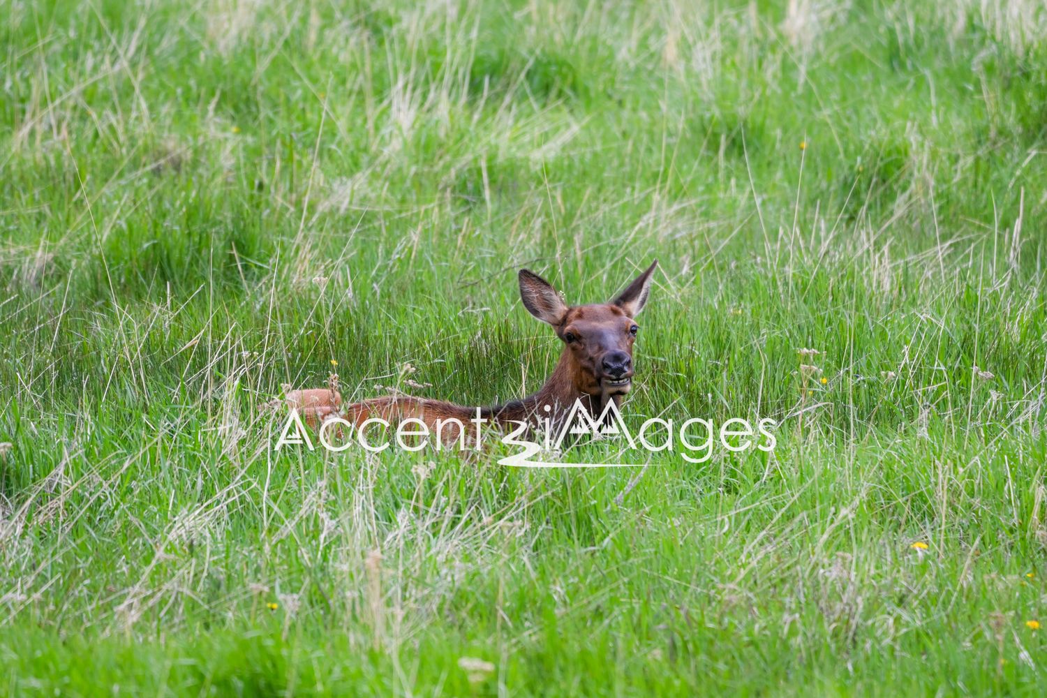 141.Upper Beaver Meadow -Rocky Mtn Natl Park