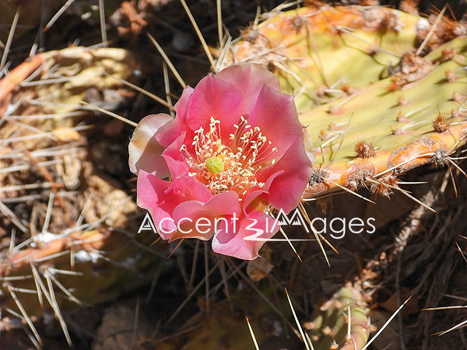 233.Pink Cactus in Escalante Petrified Forest UT