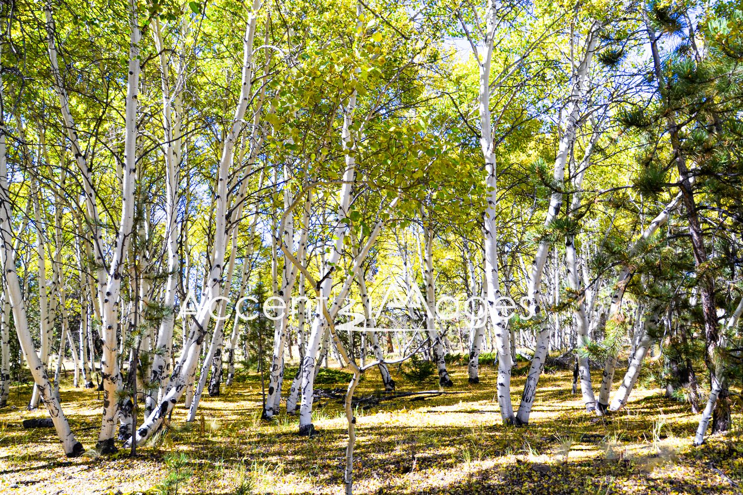 105.Fall in Hartsel CO