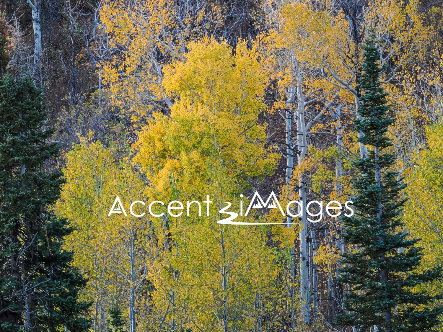 156.Fall Aspens at the Peak, CO