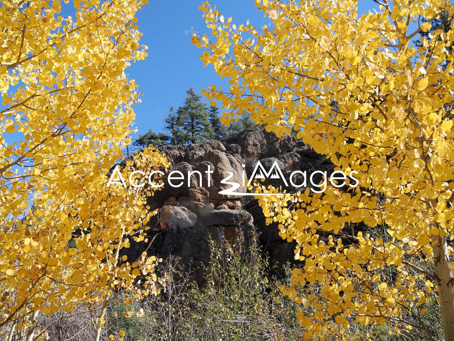 175.Shimmering Aspens in Phantom Canyon -CO