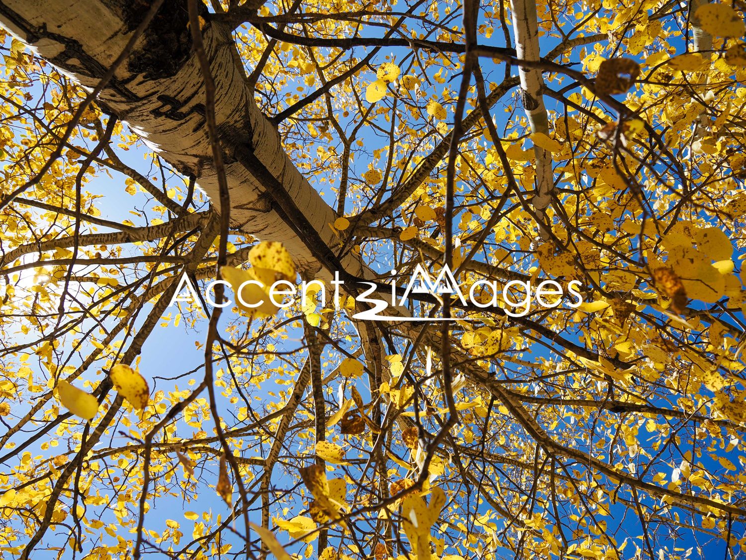 193.Fall Aspens in Phantom Canyon CO