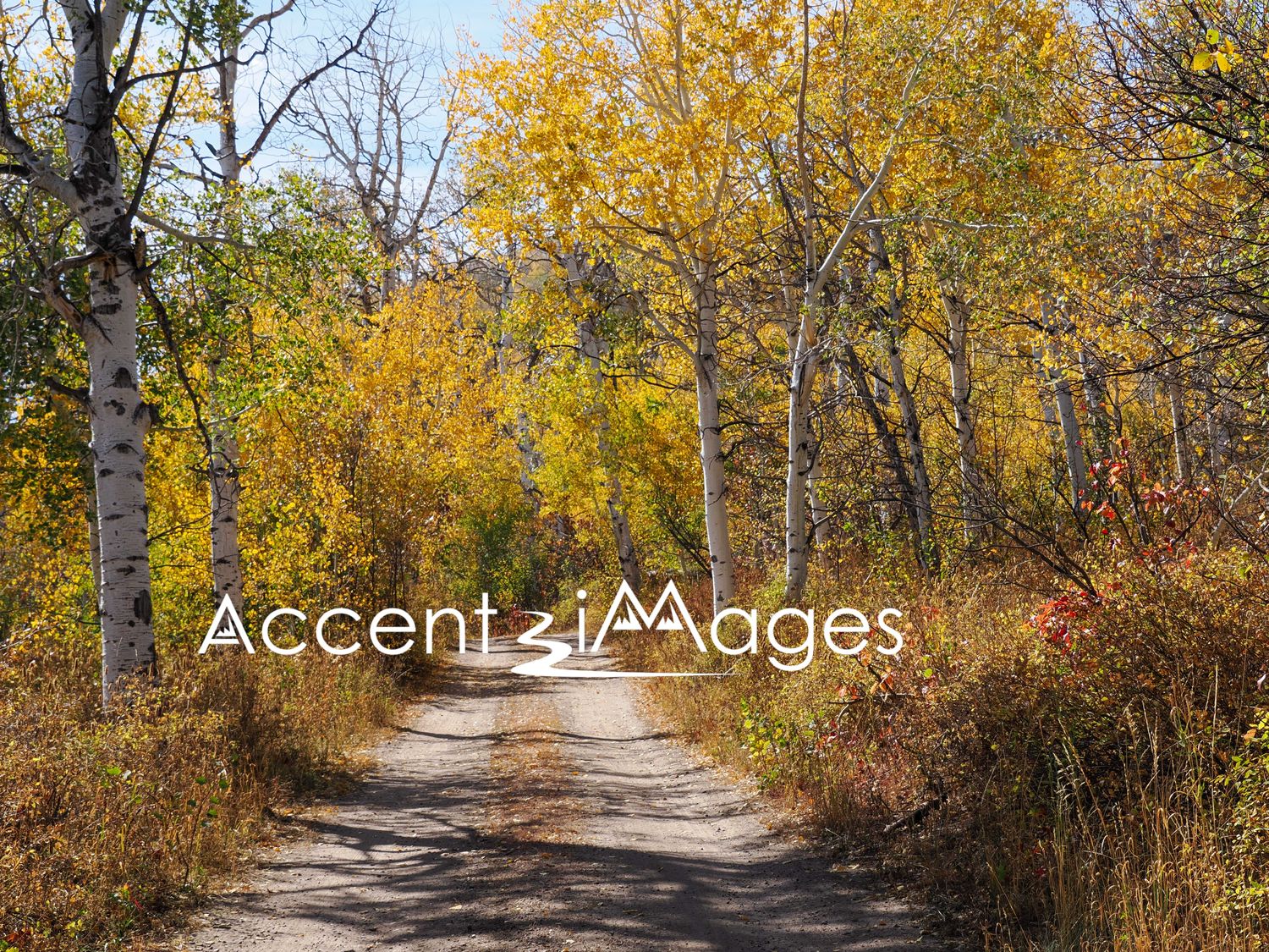 196.Road Leading to Autumn Splendor -Bakers Peak CO