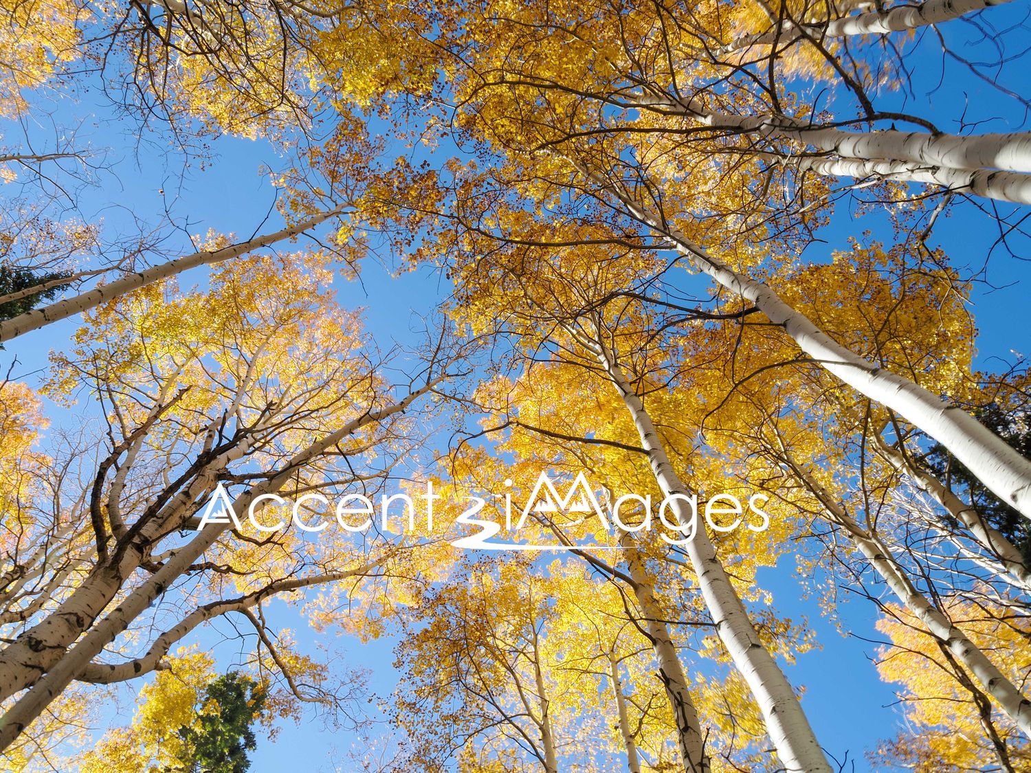 203.Shimmering Aspens Reaching Skyward -CO