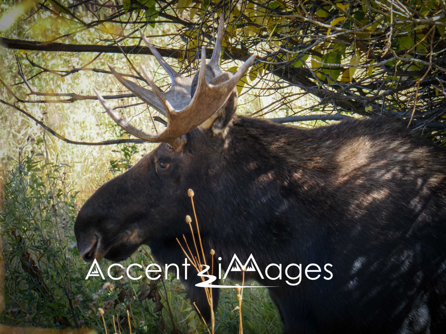 211.Moose Chilling in the Trees -CO