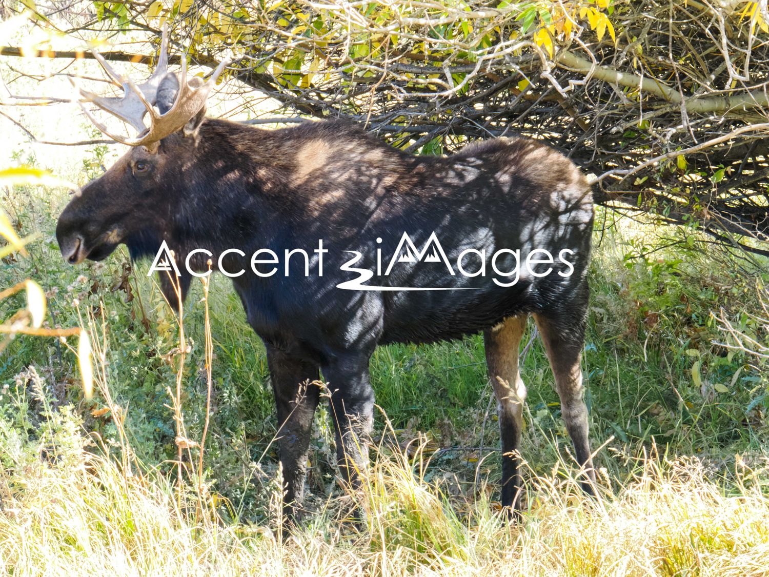 207.Grazing Moose at Bakers Peak CO