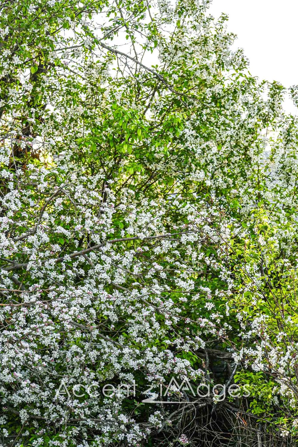 206.Springs Gentle Reach--Blooming Apple Tree