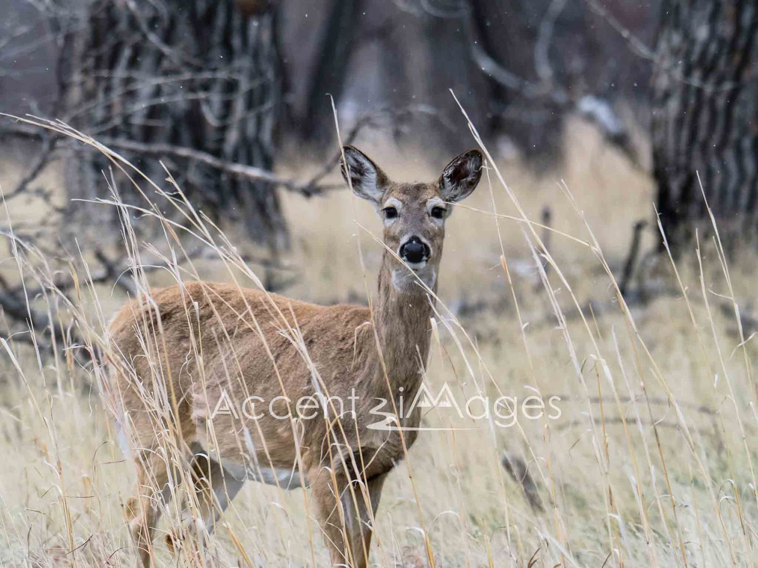 227.White Tail at Rocky Mountain Arsenal