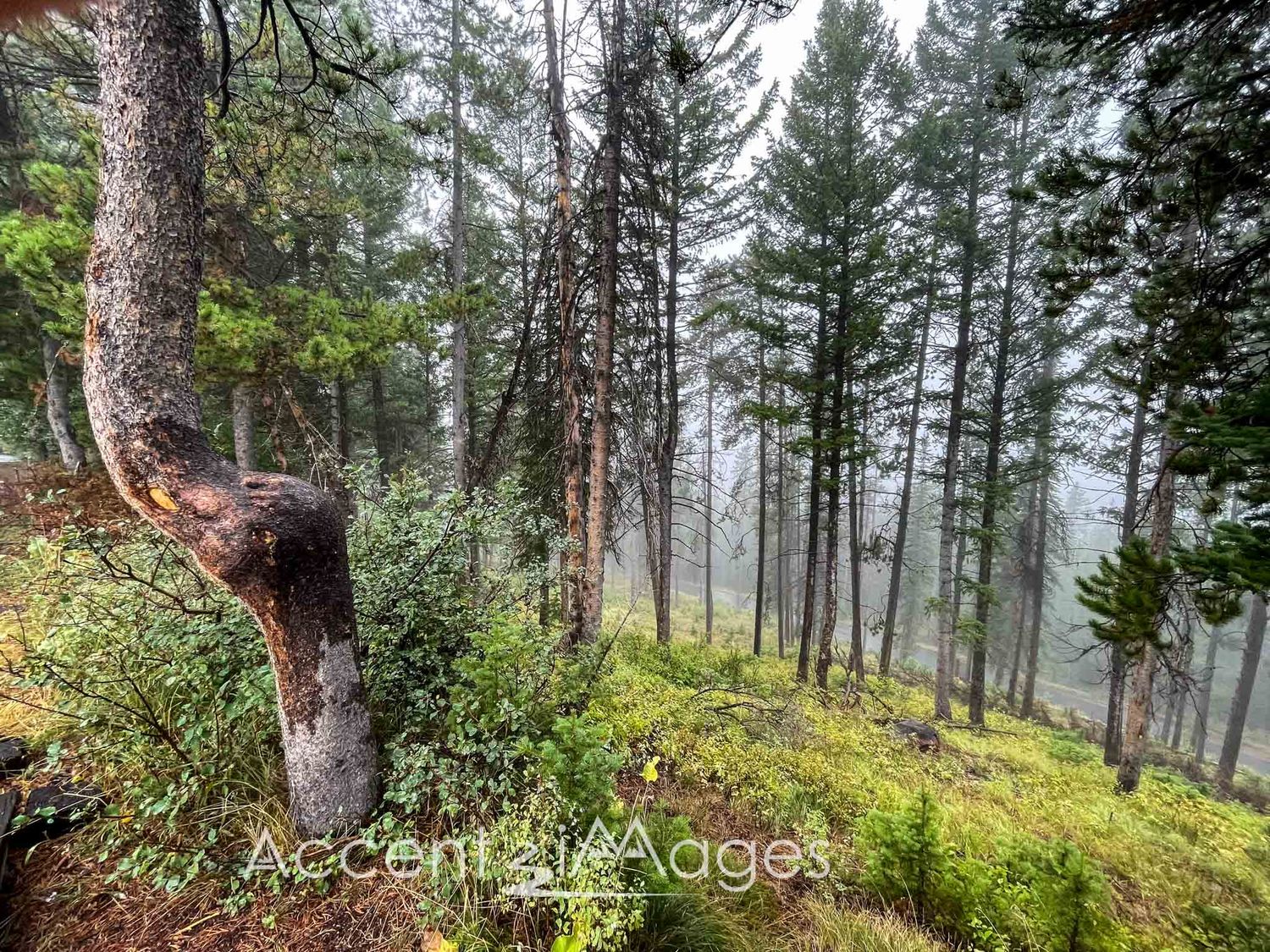 247.Rainy Ascent--Jackson Lake Trail -Grand Tetons