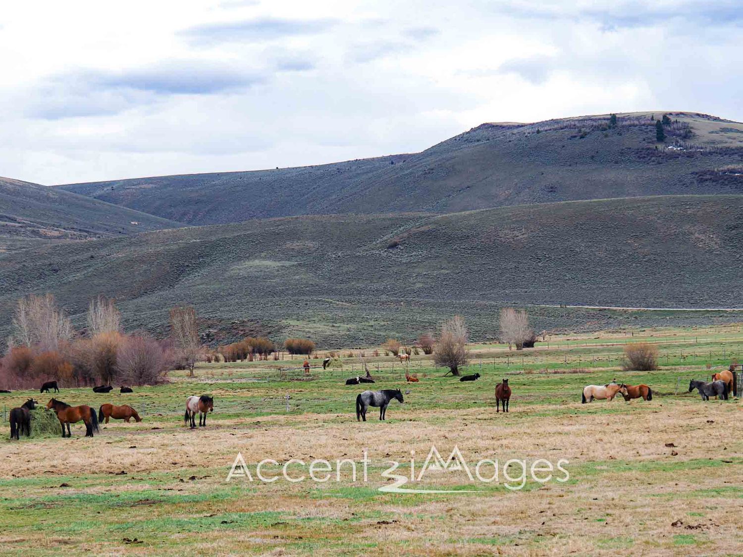 311.Horses in a Pasture -Gunnison CO