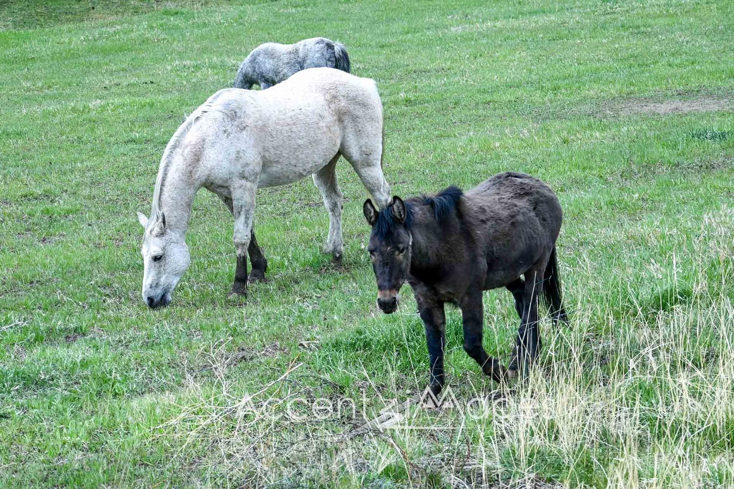 316.Mules on a Ranch -Durango CO