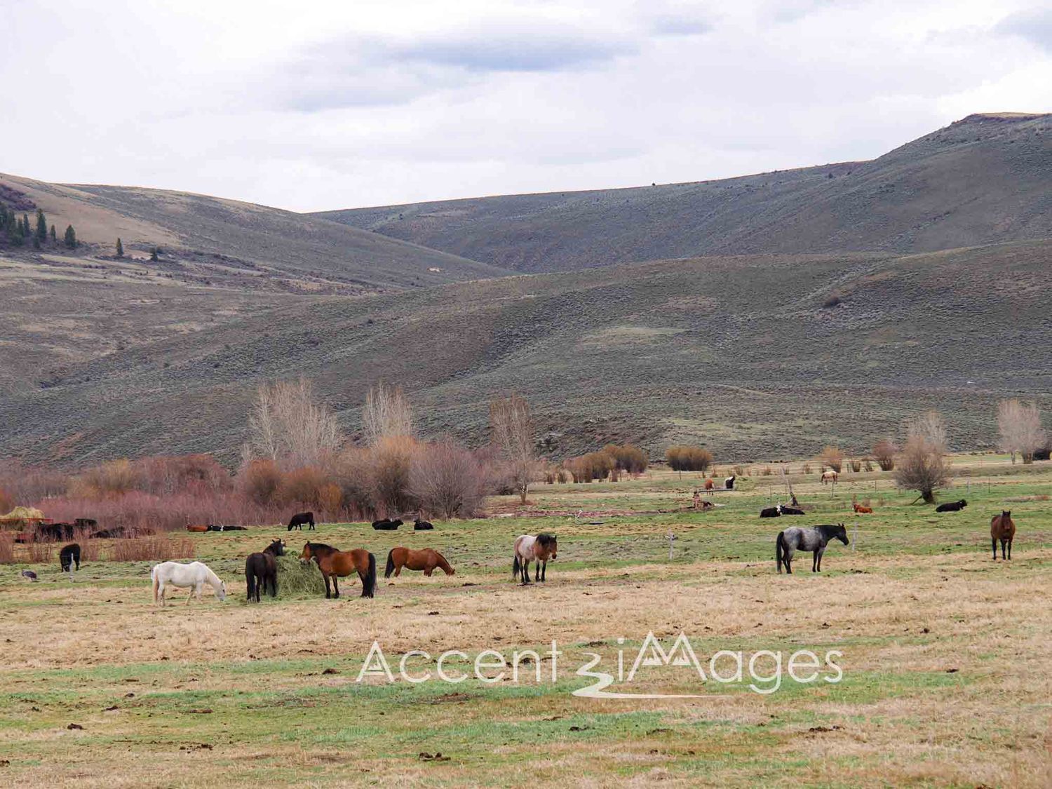 312.Horses in a Pasture -Gunnison CO