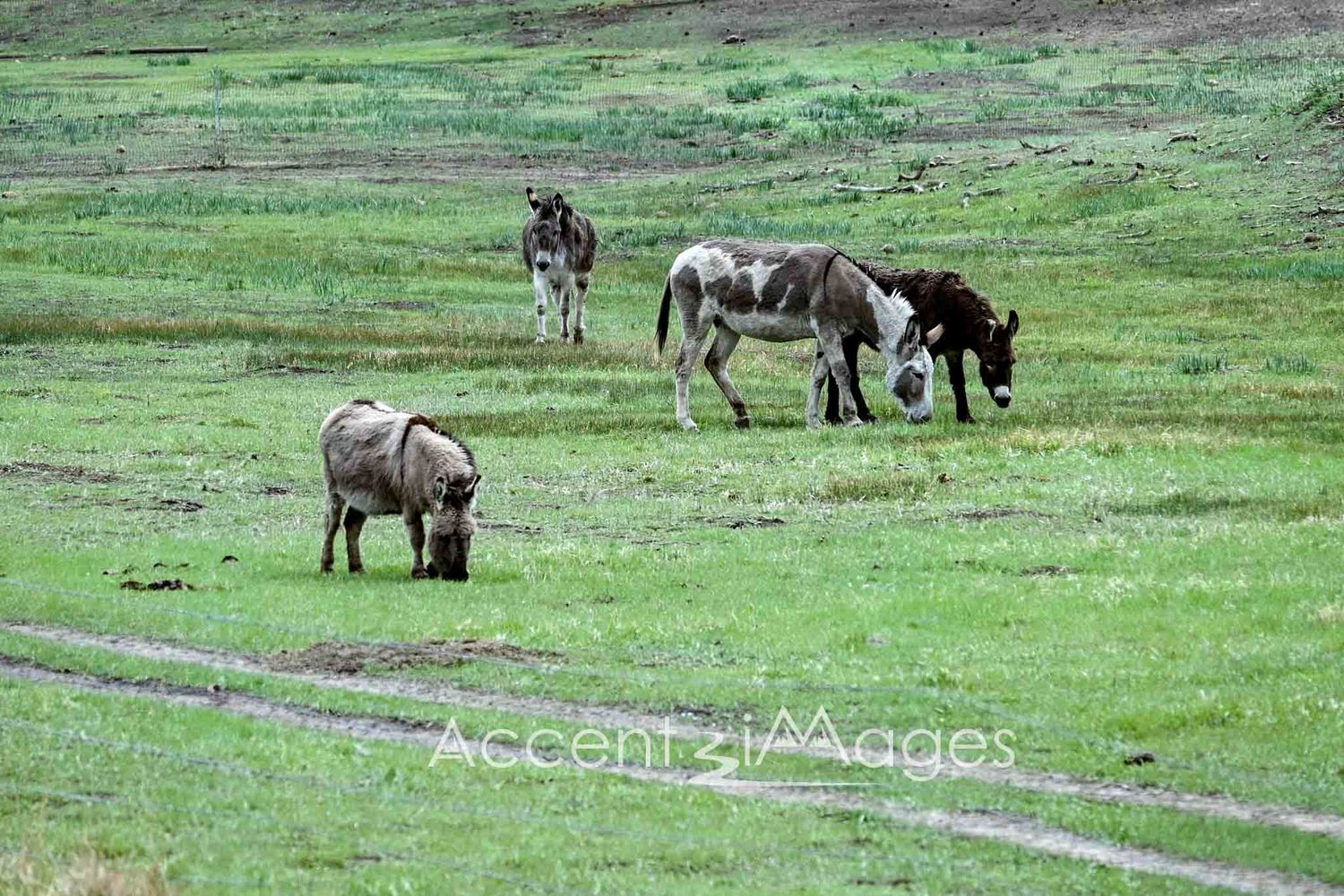 315.Mules on a Ranch -Durango CO