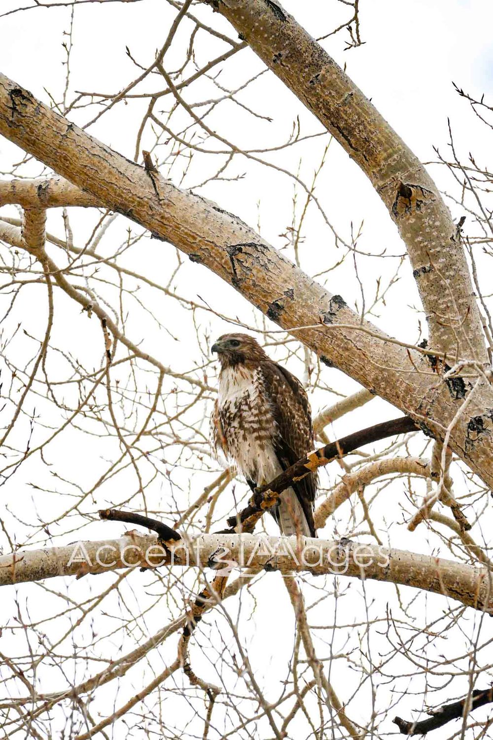 304.Hawk in a Tree -Buena Vista CO