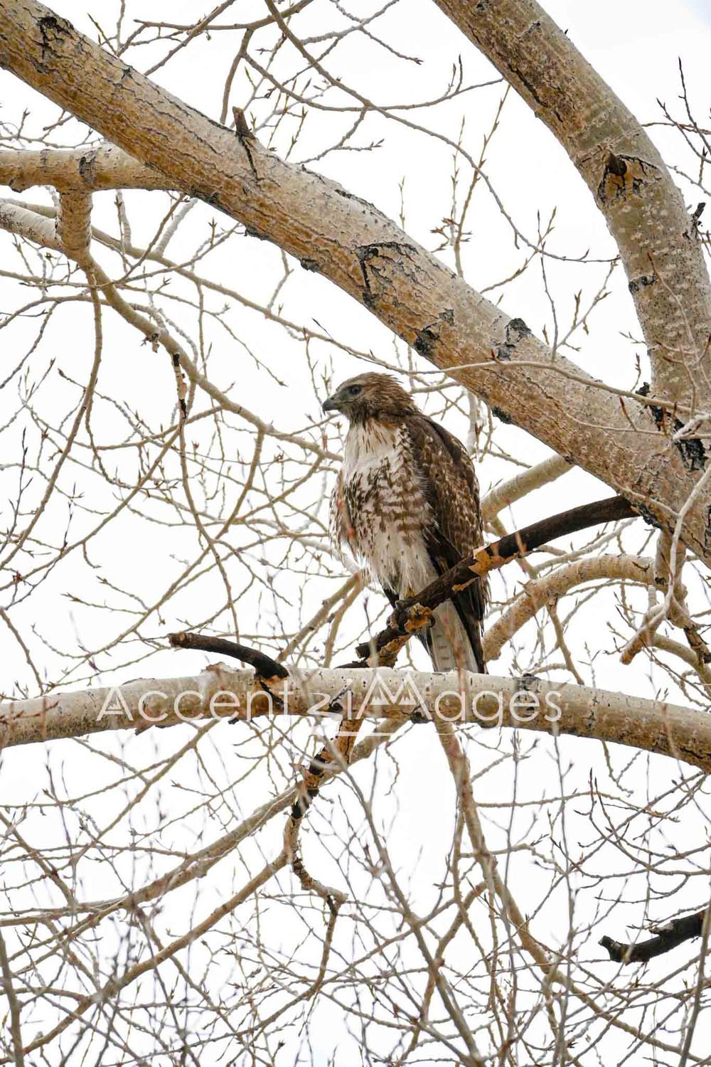 305.Hawk in a Tree -Buena Vista CO