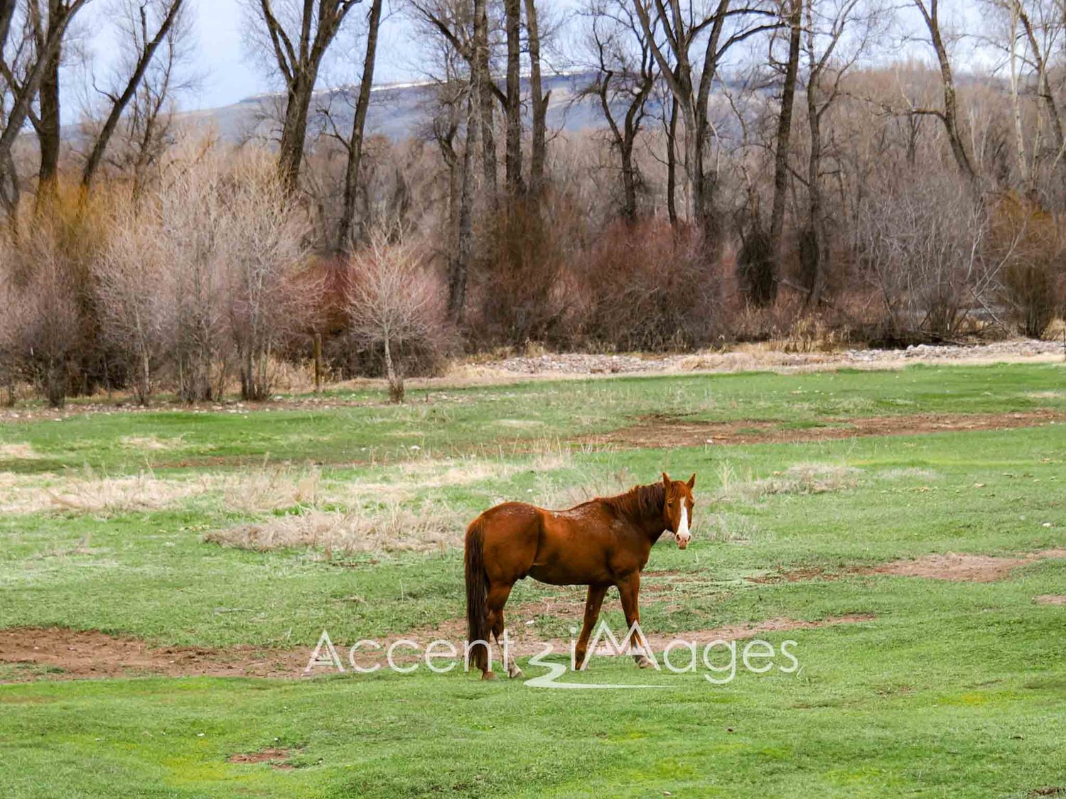 307.Horse in a Pasture -Gunnison CO