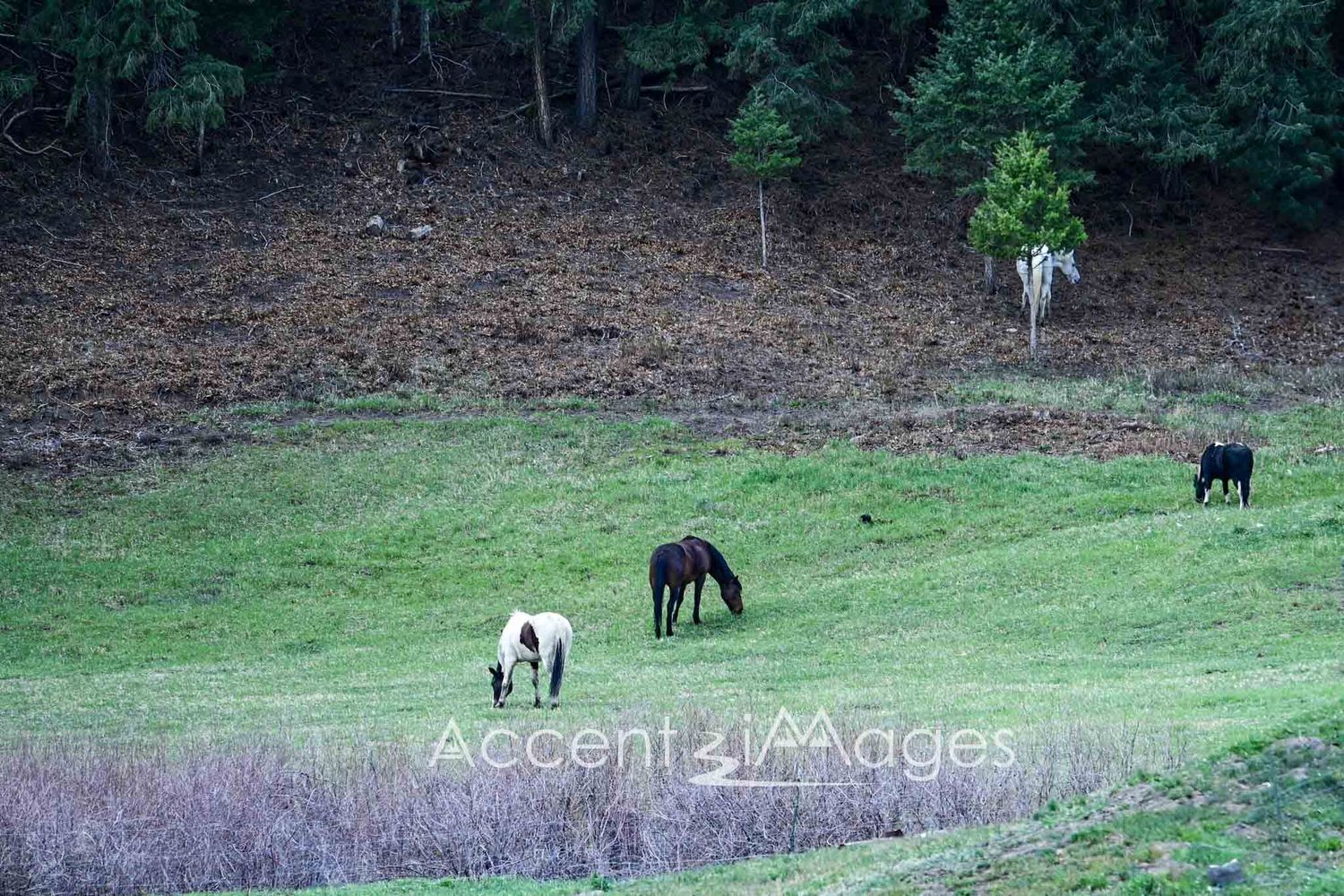 310.Horses in a Meadow -Durango CO