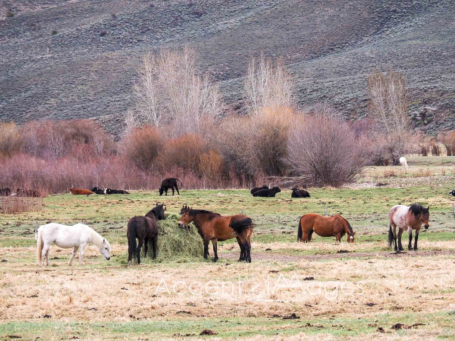 313.Horses in a Pasture -Gunnison CO