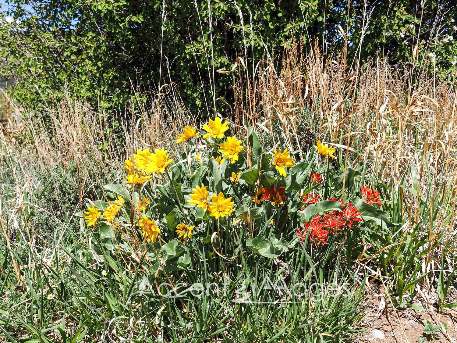 320.Wildflowers -Black Canyon of the Gunnison