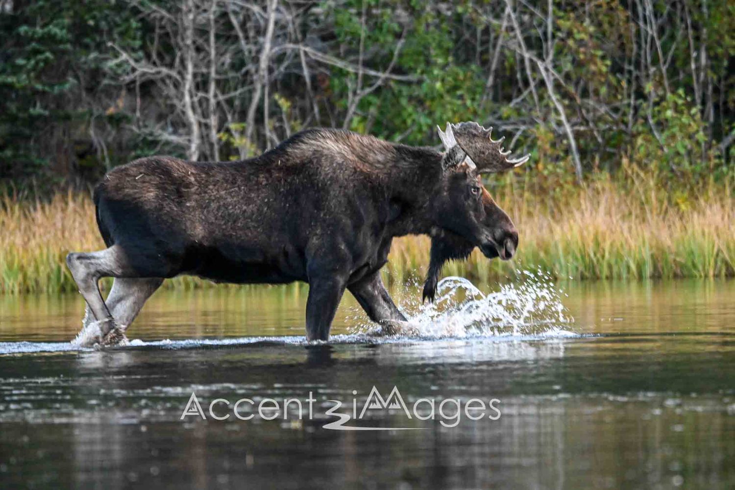 370.Moose at Sprague Lake -Rocky Mountain Natl Park
