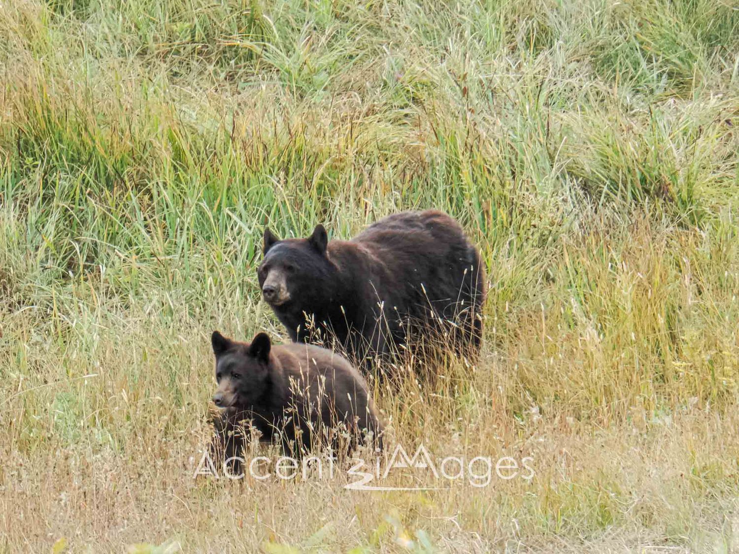 374.Mama Bear with Cub at the Peak -CO